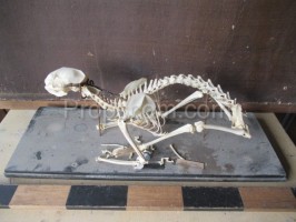 Skeleton Hare