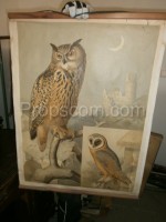 School poster - Owls