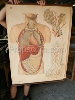 Human body - poster