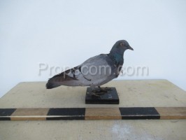 Common pigeon