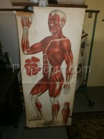 School poster - Muscles