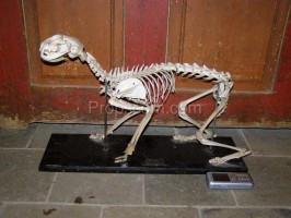 School teaching model of a dog skeleton