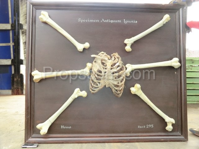 Soubor kostí - výukový model