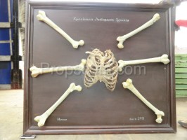 Bone set - educational model