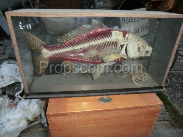 School educational model carp