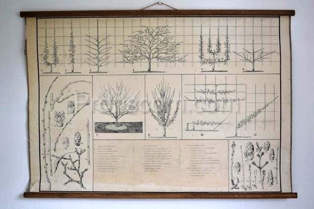 Schulplakat - Obstanbau