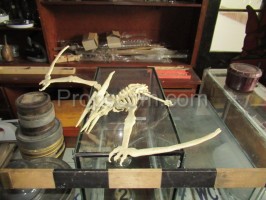 Pterodaktylus-Skelett