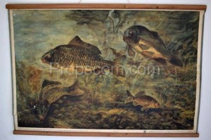 School poster - Common carp