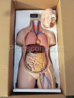 Mannequin of the human body with organs