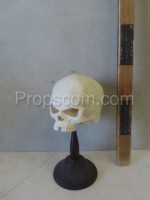 Human skull