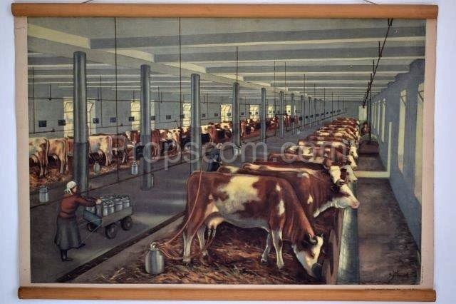 School poster - large capacity cowshed