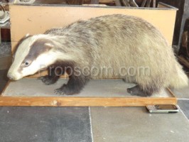 Badger