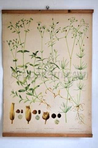 School poster - Plant