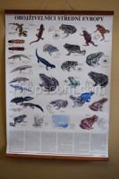 School poster - Amphibians of Central Europe