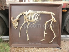 Animal skeleton - educational model