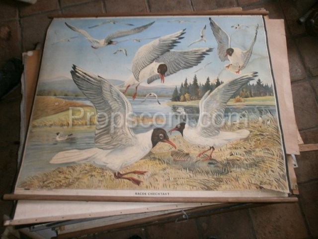 School poster - seagulls