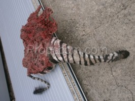 Zebra hind leg