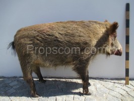 wild boar