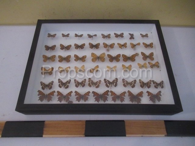 Butterfly collection