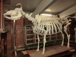 Skeleton of a life-size cow