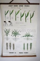 School poster - Wheat