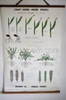 Schulplakat - Weizen