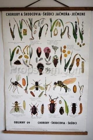 School poster - Barley diseases