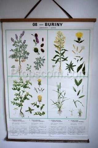 School poster - Plants