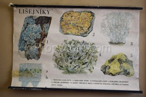 School poster - Lichens