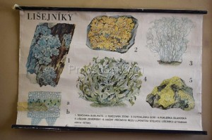 School poster - Lichens