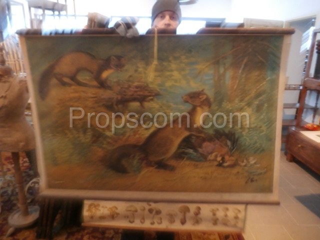 School poster - Forest marten