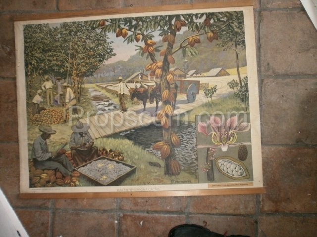 School poster - Cocoa beans