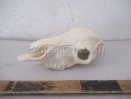 Animal skull