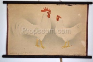 School poster - Domestic chicken