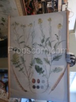 School poster - Oilseed rape