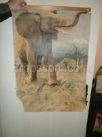School poster - African elephant