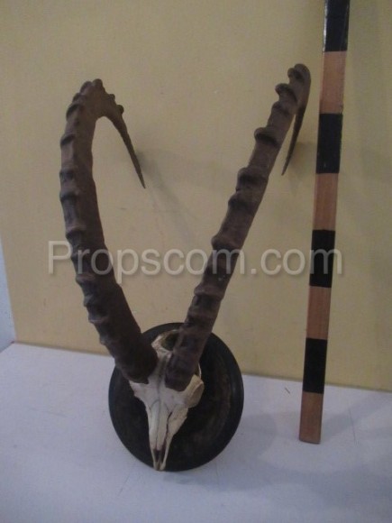 Antelope - hunting trophy