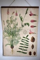 School poster - Plants