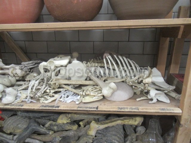 Human bones