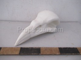 Skull of a bird