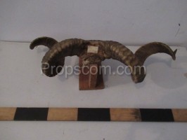 Sheep horns