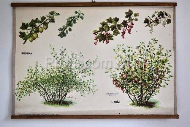 School poster - Fruit bushes