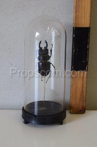 Flask with beetle