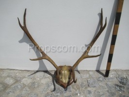 Deer - antlers