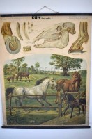 School poster - Horses