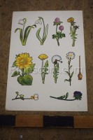 School poster - Plants