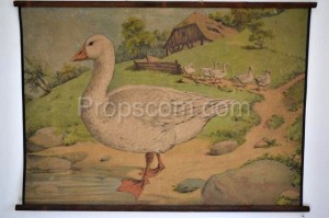 School poster - Domestic goose