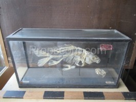 skeleton in a carp showcase