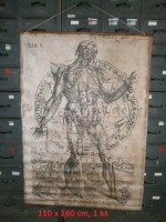 Der menschliche Körper - Poster