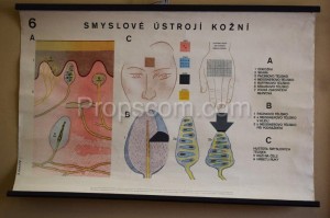 Schulposter - Sensorisches Hautsystem